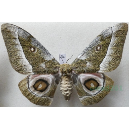 Gonimbrasia zambesina (Walker, 1865) female ex.pupa Kenya 114mm3c